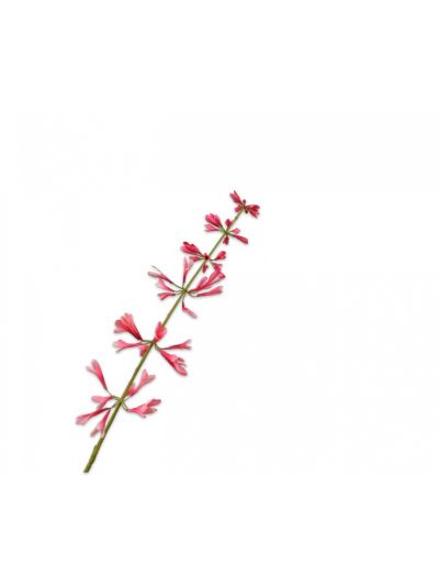 Silk-ka Salvia Steel Beauty 111cm - Vorspaget Home