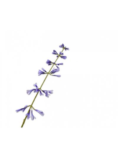 Silk-ka Salvia Steel Blauw 111cm - Vorspaget Home