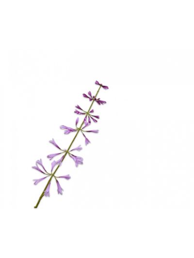 Silk-ka Salvia Steel Lavendel 111 cm - Vorspaget Home