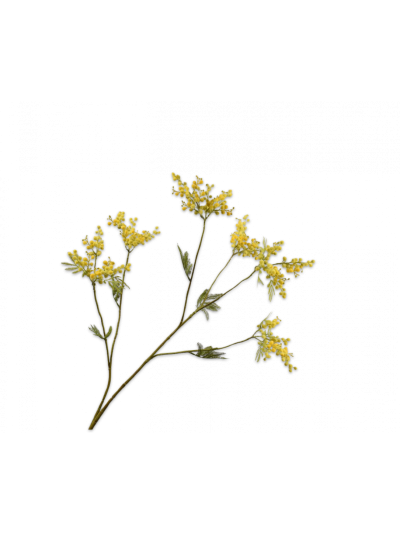 Silk-ka | Mimosa Tak Geel | 114cm