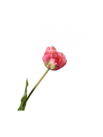 Silk-ka Tulp Steel Roze/Crème 66cm - Vorspaget Home