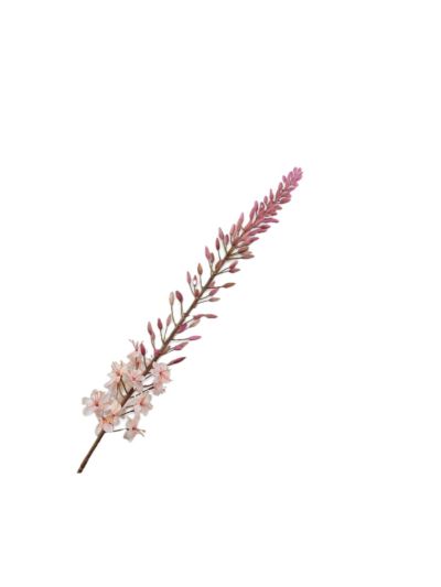 Silk-ka Eremurus Steel Crème 107cm - Vorspaget Home