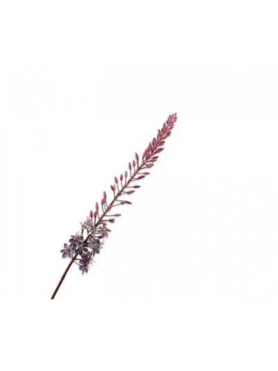 Silk-ka Eremurus Steel Paars 107cm - Vorspaget Home