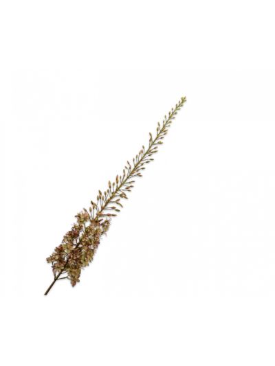 Silk-ka Eremurus Steel Paars/Geel 161cm - Vorspaget Home
