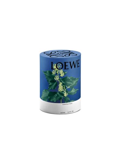 Loewe | Ivy  | Diffuser
