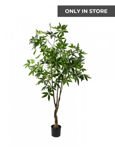 Silk-ka | Pachira Groen | 210 cm | Only in store!